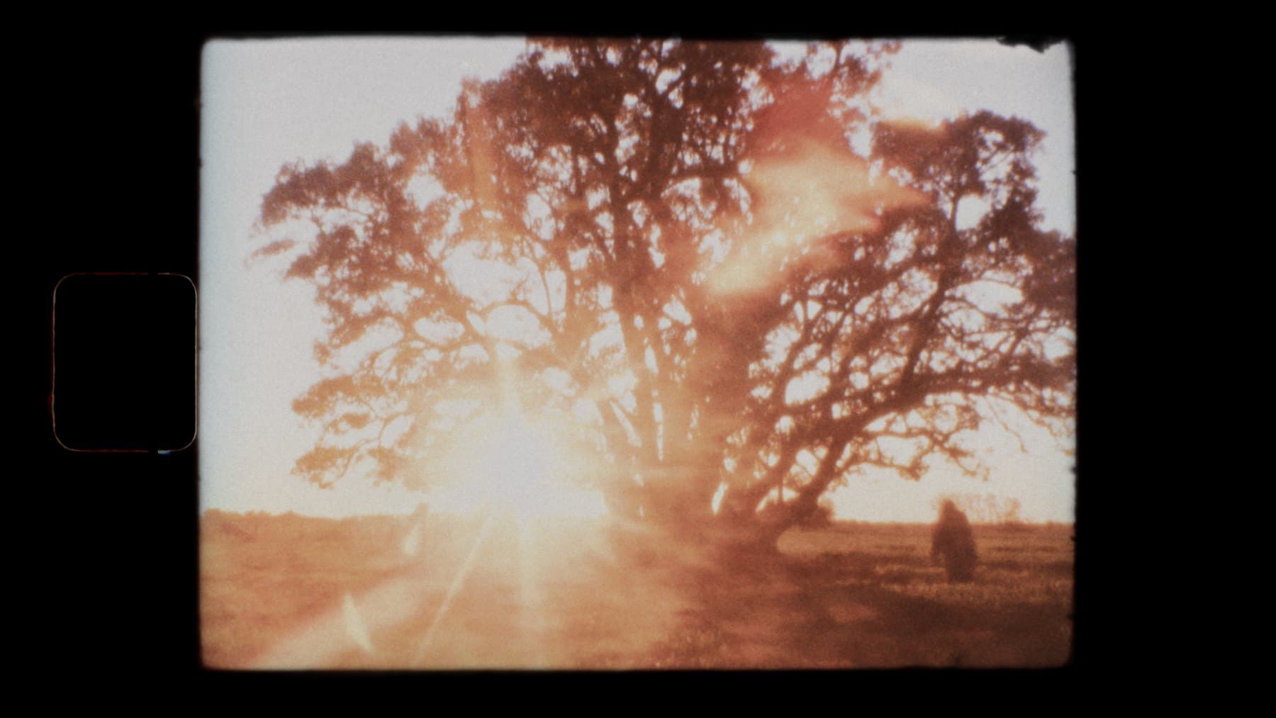Fotograma Super 8: árbol a contraluz / Super 8 frame: backlit tree